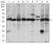 Argininosuccinate Synthase 1 antibody, MA5-17033, Invitrogen Antibodies, Western Blot image 