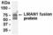 Lectin, Mannose Binding 1 antibody, XW-7869, ProSci, Western Blot image 