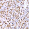 Lamin A/C antibody, 13-106, ProSci, Immunohistochemistry paraffin image 