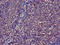 Thymosin Beta 4 X-Linked antibody, LS-C674059, Lifespan Biosciences, Immunohistochemistry paraffin image 