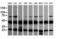 Mitogen-Activated Protein Kinase Kinase 1 antibody, LS-C174512, Lifespan Biosciences, Western Blot image 