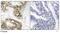Cell Division Cycle 25C antibody, GTX79114, GeneTex, Immunohistochemistry paraffin image 