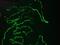 Keratin 10 antibody, MA1-06319, Invitrogen Antibodies, Immunofluorescence image 