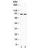 Caldesmon 1 antibody, R32405, NSJ Bioreagents, Western Blot image 