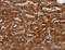 Natural Cytotoxicity Triggering Receptor 1 antibody, LS-C403035, Lifespan Biosciences, Immunohistochemistry paraffin image 