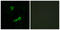 Glutamate Metabotropic Receptor 2 antibody, LS-C199029, Lifespan Biosciences, Immunofluorescence image 