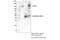 Phospholipase C Gamma 2 antibody, 55512S, Cell Signaling Technology, Immunoprecipitation image 