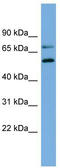 Albendazole monooxygenase antibody, TA339201, Origene, Western Blot image 