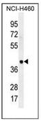 Leucine Rich Repeat Containing 38 antibody, AP52534PU-N, Origene, Western Blot image 