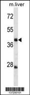 Tripartite Motif Containing 44 antibody, 59-822, ProSci, Western Blot image 