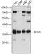 Cell Division Cycle Associated 5 antibody, 16-671, ProSci, Western Blot image 
