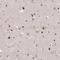 Histone deacetylase 3 antibody, HPA052052, Atlas Antibodies, Immunohistochemistry paraffin image 