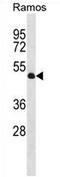 Tubulin--tyrosine ligase antibody, AP54406PU-N, Origene, Western Blot image 