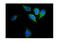 Fragile Histidine Triad Diadenosine Triphosphatase antibody, PB9181, Boster Biological Technology, Immunofluorescence image 
