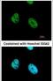 Activating Transcription Factor 7 antibody, PA5-28130, Invitrogen Antibodies, Immunofluorescence image 