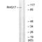 Rho GTPase Activating Protein 17 antibody, PA5-50113, Invitrogen Antibodies, Western Blot image 