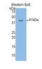 Mucin 3A, Cell Surface Associated antibody, LS-C304401, Lifespan Biosciences, Western Blot image 