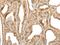 Zinc Finger Containing Ubiquitin Peptidase 1 antibody, PA5-67602, Invitrogen Antibodies, Immunohistochemistry frozen image 
