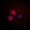 CD1e Molecule antibody, orb213683, Biorbyt, Immunocytochemistry image 