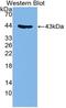 Glycophorin C (Gerbich Blood Group) antibody, MBS2027792, MyBioSource, Western Blot image 