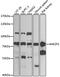 Ankyrin repeat and zinc finger domain-containing protein 1 antibody, 15-203, ProSci, Western Blot image 