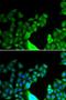 BCL2 Like 14 antibody, LS-C335680, Lifespan Biosciences, Immunofluorescence image 