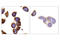 Metadherin antibody, 14065S, Cell Signaling Technology, Immunohistochemistry paraffin image 