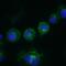 CD14 antibody, GTX54397, GeneTex, Immunofluorescence image 