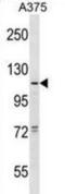 Taste 1 Receptor Member 1 antibody, abx028899, Abbexa, Western Blot image 