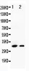 Granzyme B antibody, PA1738, Boster Biological Technology, Western Blot image 