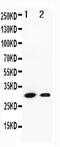 Granzyme B antibody, PA1738, Boster Biological Technology, Western Blot image 
