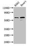 ATP Synthase F1 Subunit Alpha antibody, CSB-PA002344HA01HU, Cusabio, Western Blot image 