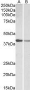 Hepatocyte nuclear factor 1-alpha antibody, TA348957, Origene, Western Blot image 