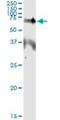 Erythropoietin Receptor antibody, H00002057-M01, Novus Biologicals, Immunoprecipitation image 