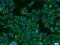 Protein Kinase C And Casein Kinase Substrate In Neurons 3 antibody, 10639-1-AP, Proteintech Group, Immunofluorescence image 