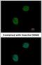 G Protein Subunit Alpha Transducin 2 antibody, PA5-22340, Invitrogen Antibodies, Immunofluorescence image 