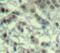 Aurora Kinase A antibody, MBS128323, MyBioSource, Immunohistochemistry frozen image 