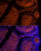 Zona Pellucida Glycoprotein 2 antibody, 13-444, ProSci, Immunofluorescence image 