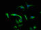 Ciliary Neurotrophic Factor antibody, LS-C211351, Lifespan Biosciences, Immunofluorescence image 
