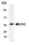 QSOX1 antibody, TA301462, Origene, Western Blot image 