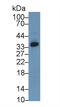 Agmatinase antibody, LS-C298065, Lifespan Biosciences, Western Blot image 