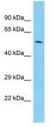 Paired Box 7 antibody, GTX77888, GeneTex, Western Blot image 