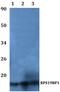 Ribosomal Protein S19 Binding Protein 1 antibody, PA5-75861, Invitrogen Antibodies, Western Blot image 