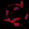Erb-B2 Receptor Tyrosine Kinase 4 antibody, LS-C356020, Lifespan Biosciences, Immunofluorescence image 