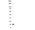 Profilin 2 antibody, R31282, NSJ Bioreagents, Western Blot image 