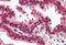 Emerin antibody, MBS240356, MyBioSource, Immunohistochemistry frozen image 