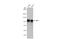 Sp1 Transcription Factor antibody, GTX636836, GeneTex, Western Blot image 