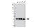 PCNA antibody, 13110S, Cell Signaling Technology, Western Blot image 