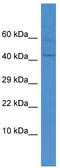 Double homeobox protein 4 antibody, TA339861, Origene, Western Blot image 