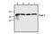 Potassium channel subfamily K member 2 antibody, MBS837490, MyBioSource, Western Blot image 